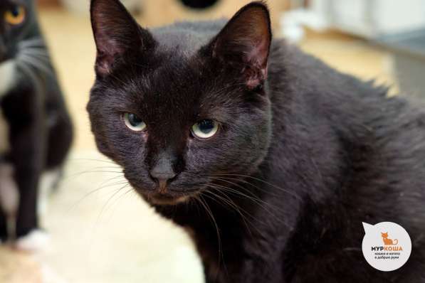 Настоящий мужчина ищет верного друга в Москве фото 3