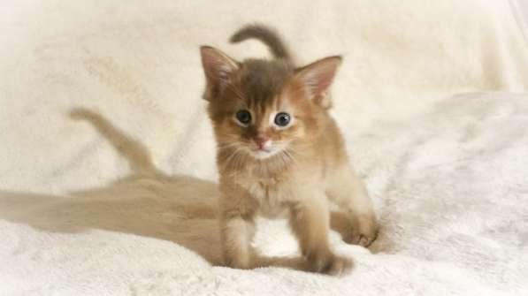 Somali cats в Геленджике фото 9