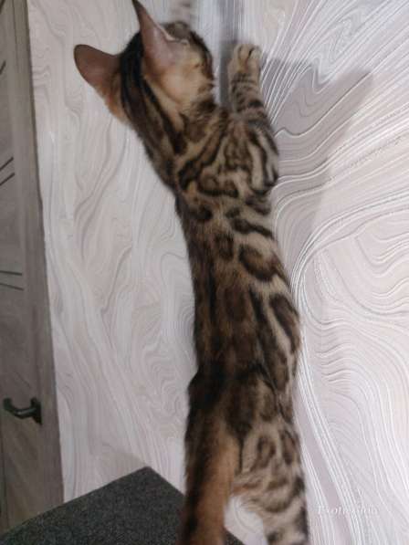 Бенгальский котенок в фото 6