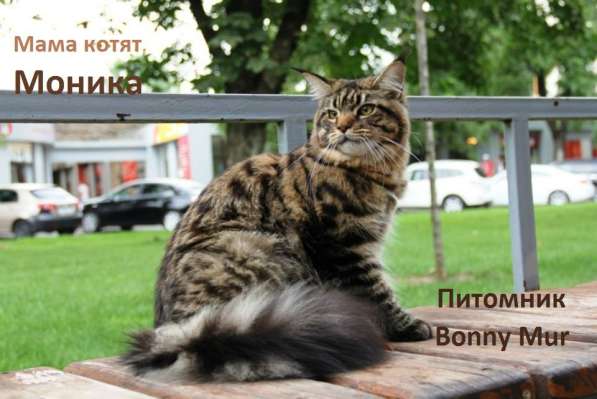 Котята породы мейн-кун в Краснодаре фото 5