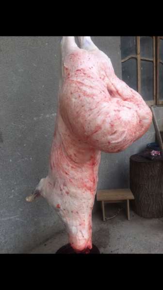 Halol servis тирик куйлар