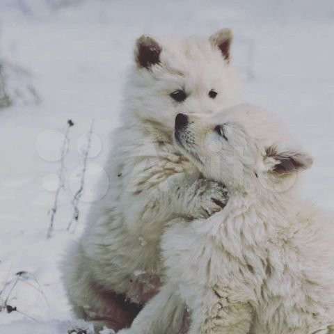 Щенки БШО в Москве фото 58