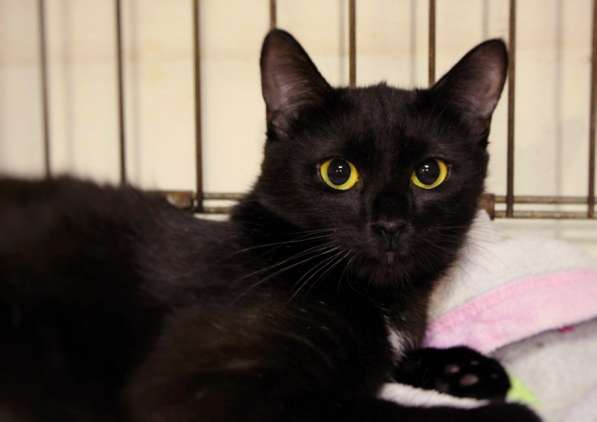 Игривая Пантера мечтает о вольготной домашней жизни