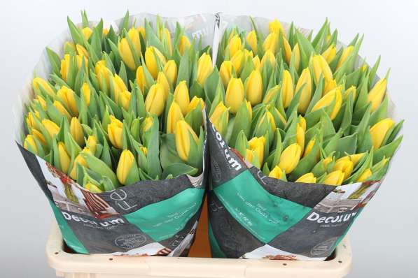 Тюльпаны оптом с доставкой от производителя из Голландии