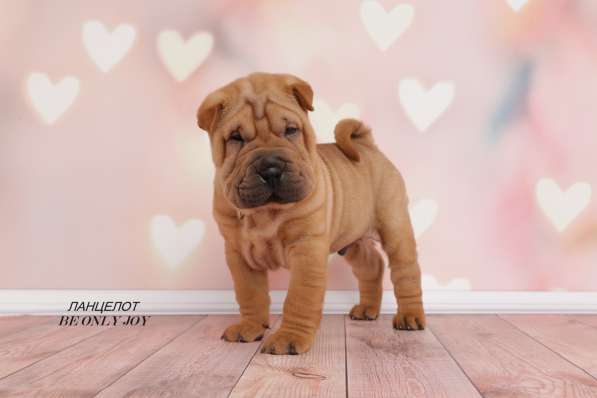 Щенки шар пея в Краснодаре фото 24