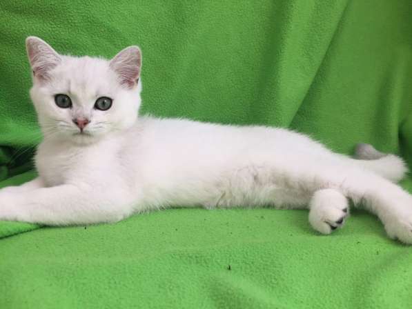 Британские серебристые шиншилы в Москве