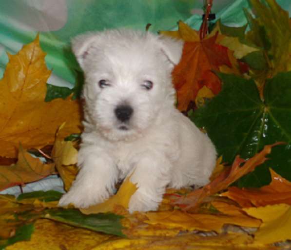 Щенки Вест Хайленд Уайт терьера в Раменское фото 9