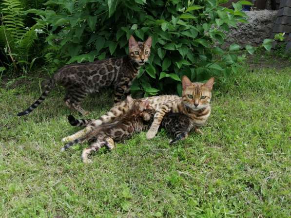 Бенгальские котята в разведение в фото 12