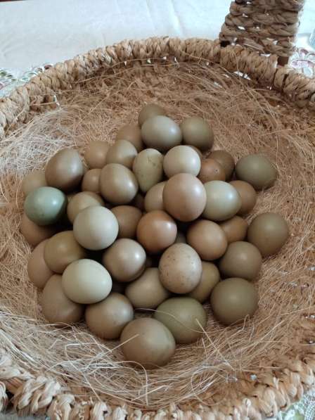Яйца фазаньи