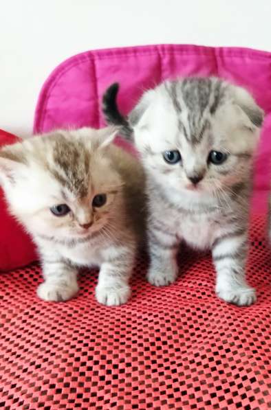 Продам двух шотландских вислоухих котят. Родословнач в фото 7