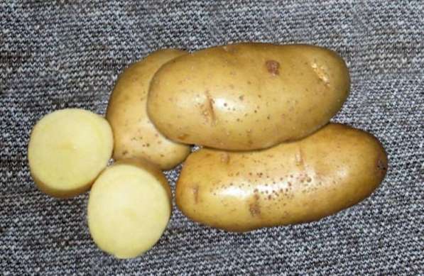 Вкусная картошка в Городце фото 3