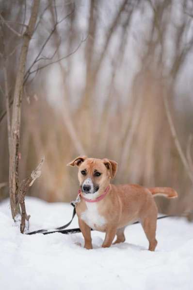Ищет семью небольшая собачка Айя в Москве