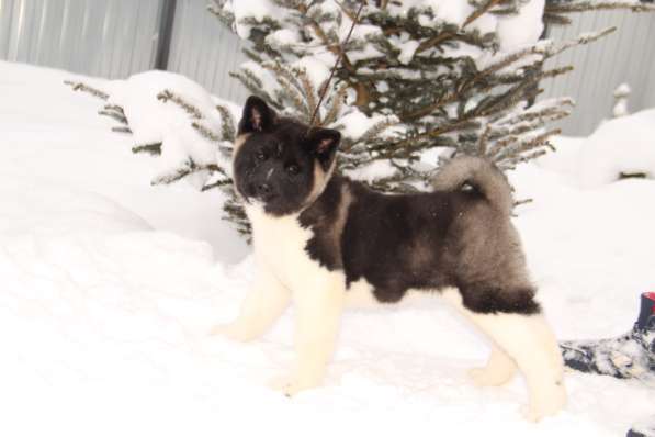 Чистокровные щенки Американской Акиты