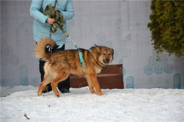 Молодая собачка Динга ищет семью в Москве фото 12
