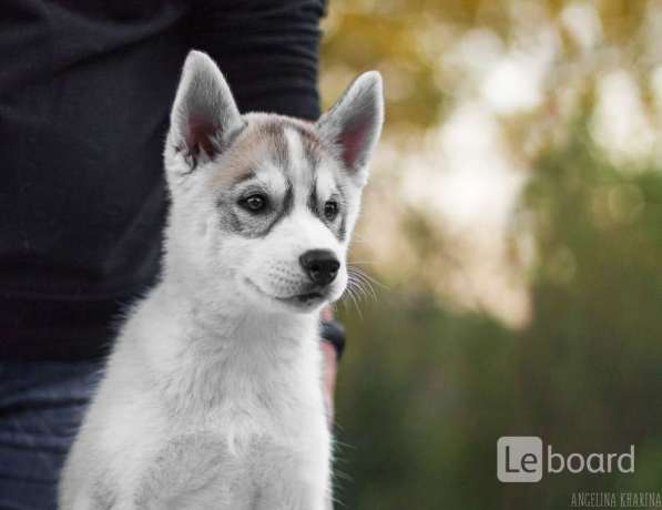 PUPPIES SIBERIAN HUSKY в фото 5