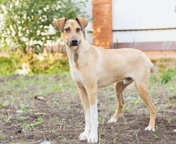 Ищу Дом для Скуби Ду в Москве фото 13