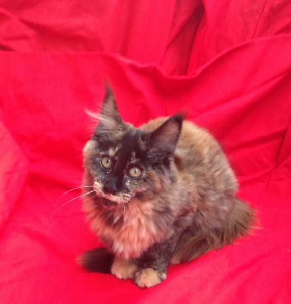 Котята породы Мейн-Кун в Москве фото 4