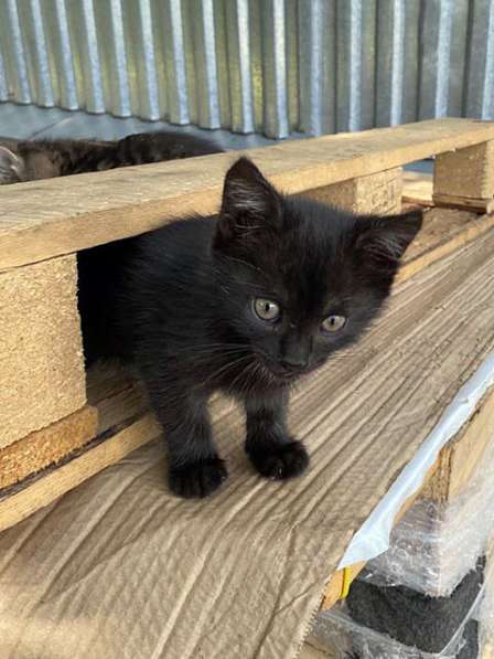 Очаровательные трогательные крохи-котята ищут дом в Москве фото 4