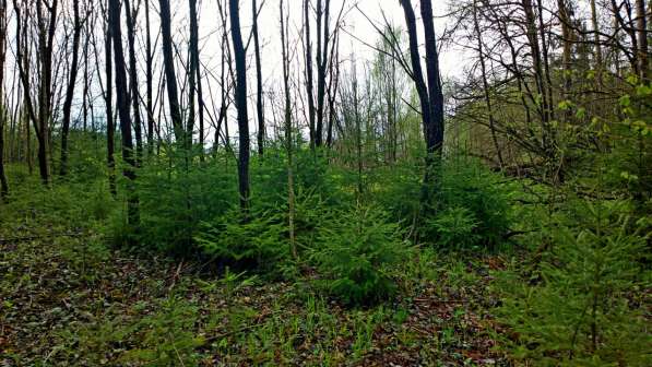 Участок 22 сотки, ИЖС, коммуникации, со своим еловым лесом в Смоленске фото 9