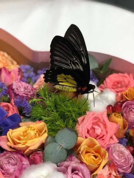 Салют из живых тропических бабочек в Ялте фото 12
