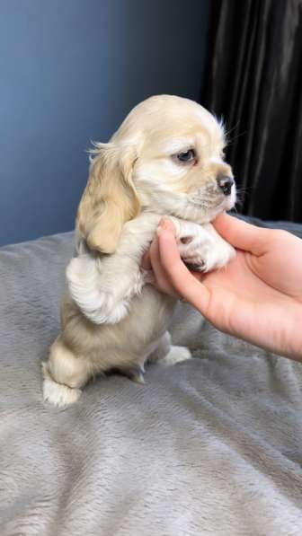 American cocker spaniel в Иркутске