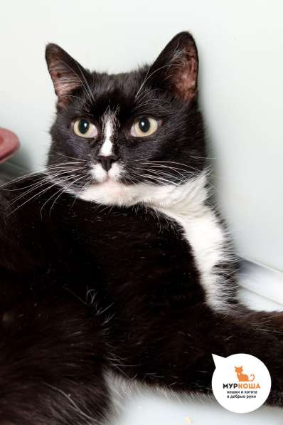 Кошка Бася в Москве