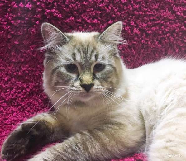 Невский маскарадный пушистик в Санкт-Петербурге