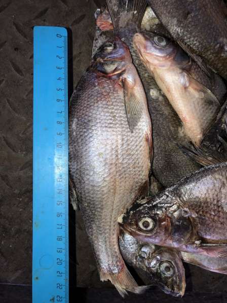 Морепродукты рыба речная и морская полуфабрикаты из рыбы в Пензе фото 10