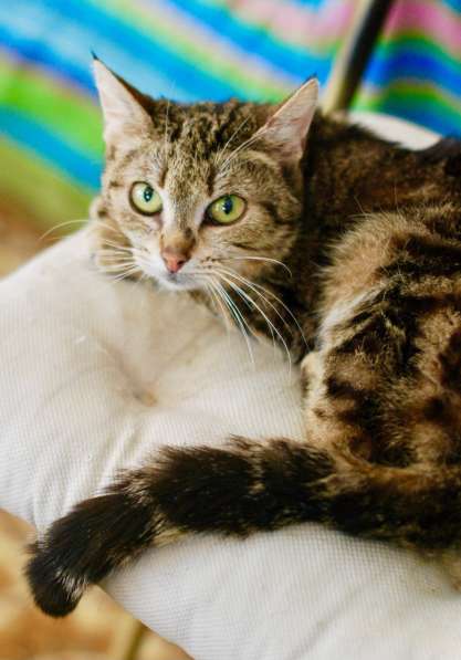 Потрясающего мраморного окраса кошка Сулико в дар