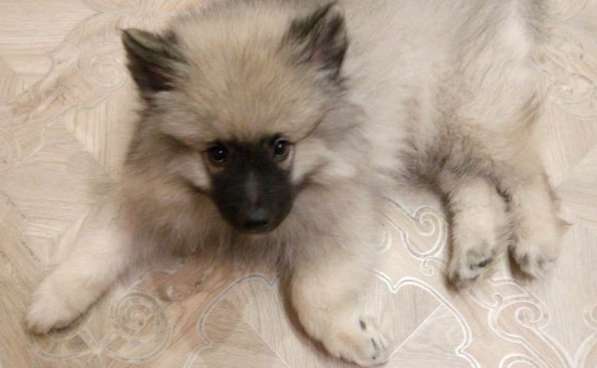 Щенок кеесхонда/вольфшпица в Екатеринбурге фото 3