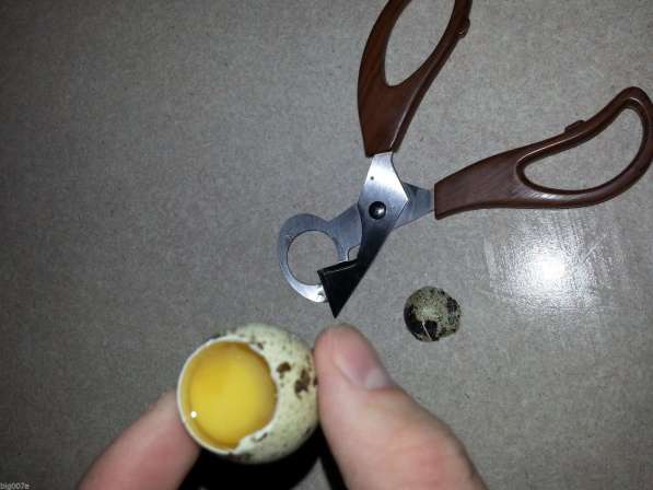 ✔ ✔ ✔ Ножницы для вскрытия перепелиных яиц, перепел яйцо ✔ ✔ в Астрахани фото 20