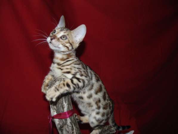 Продам бенгальских котят в Новосибирске фото 14