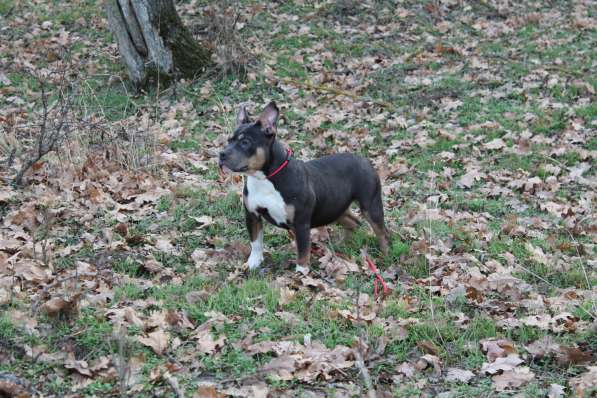 Породные щенки Американ Булли в фото 15