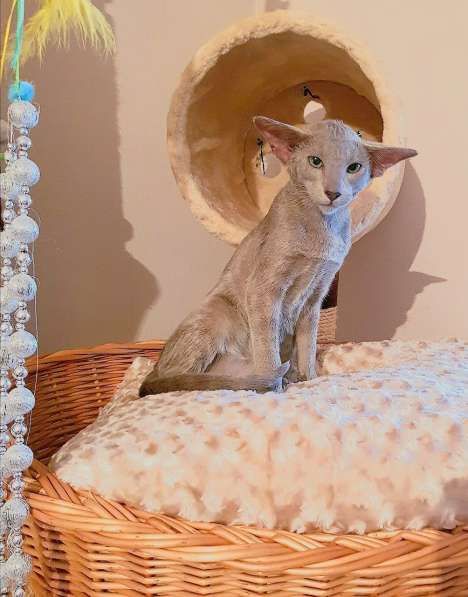 Ориентальная девочка в Москве