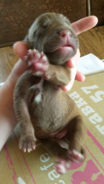 Щенки питбуля в Москве фото 30