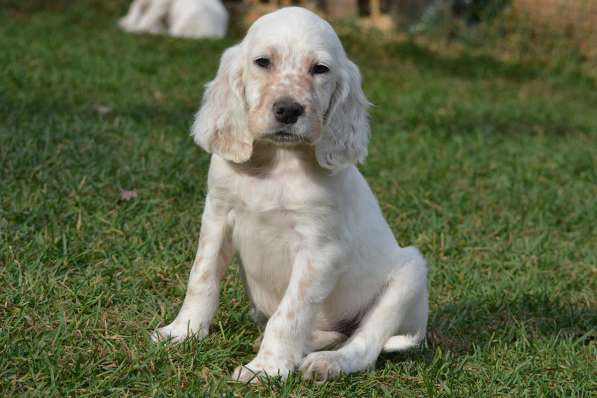 Английский сеттер щенки из элитного питомника в Москве фото 159