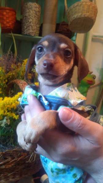 Щенки таксы миниатюрной в Твери фото 20