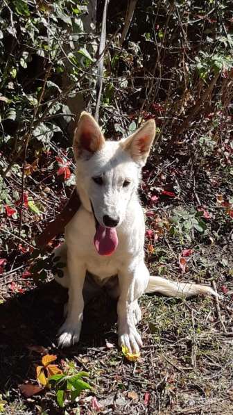 Собака в добрые руки в Саратове фото 13