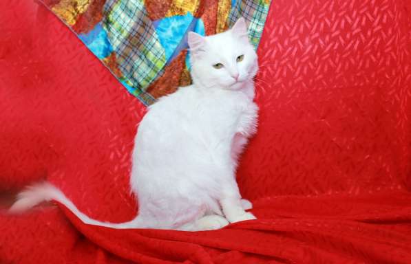 Кот в добрые руки. Пушистый Амур в Калуге фото 17