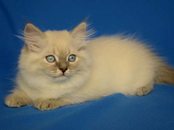 Голубоглазые сибиряки для Вас в Москве фото 7