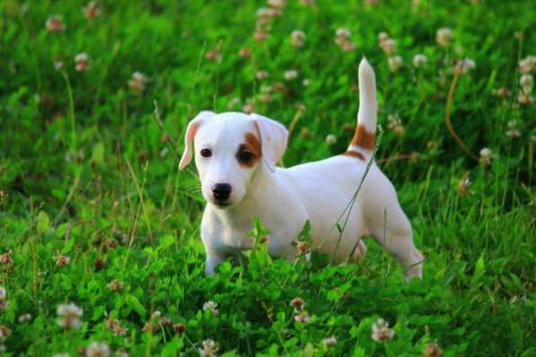 Джеки в Москве фото 3