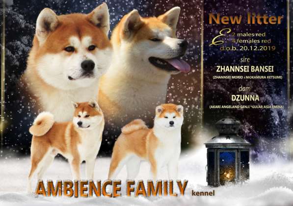 Щенок Акита ину (Хатико) в