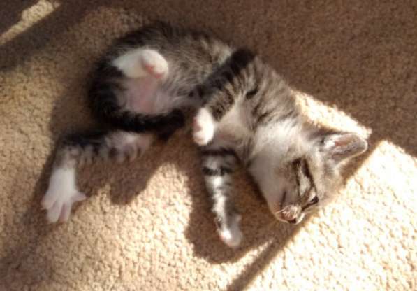 Элитная Бенгальские Снежный барс котятки в Санкт-Петербурге фото 59