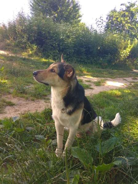 Собака, щенок в дар, в добрые руки в фото 13