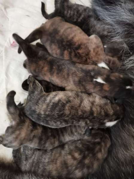 Щенки Акита - ину в Лыткарино фото 8