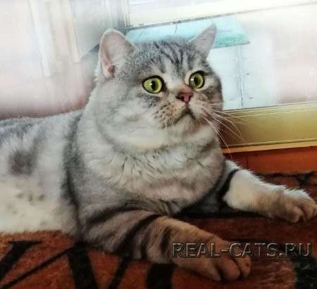 Шотландский котик. Питомник в фото 5