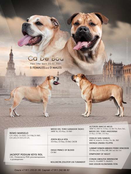 Щенки Ка де бо (девочки/мальчики) в Подольске фото 7