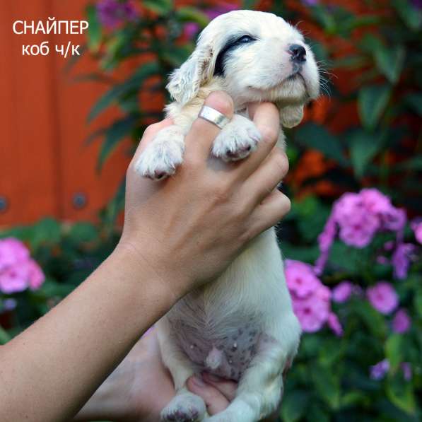 Английский сеттер щенки из элитного питомника в Москве фото 172