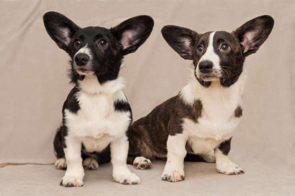 Щенки Вельш-Корги Кардиган в Воронеже фото 19