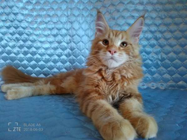 Красные мраморные котята, возможно в разведение в Перми фото 19